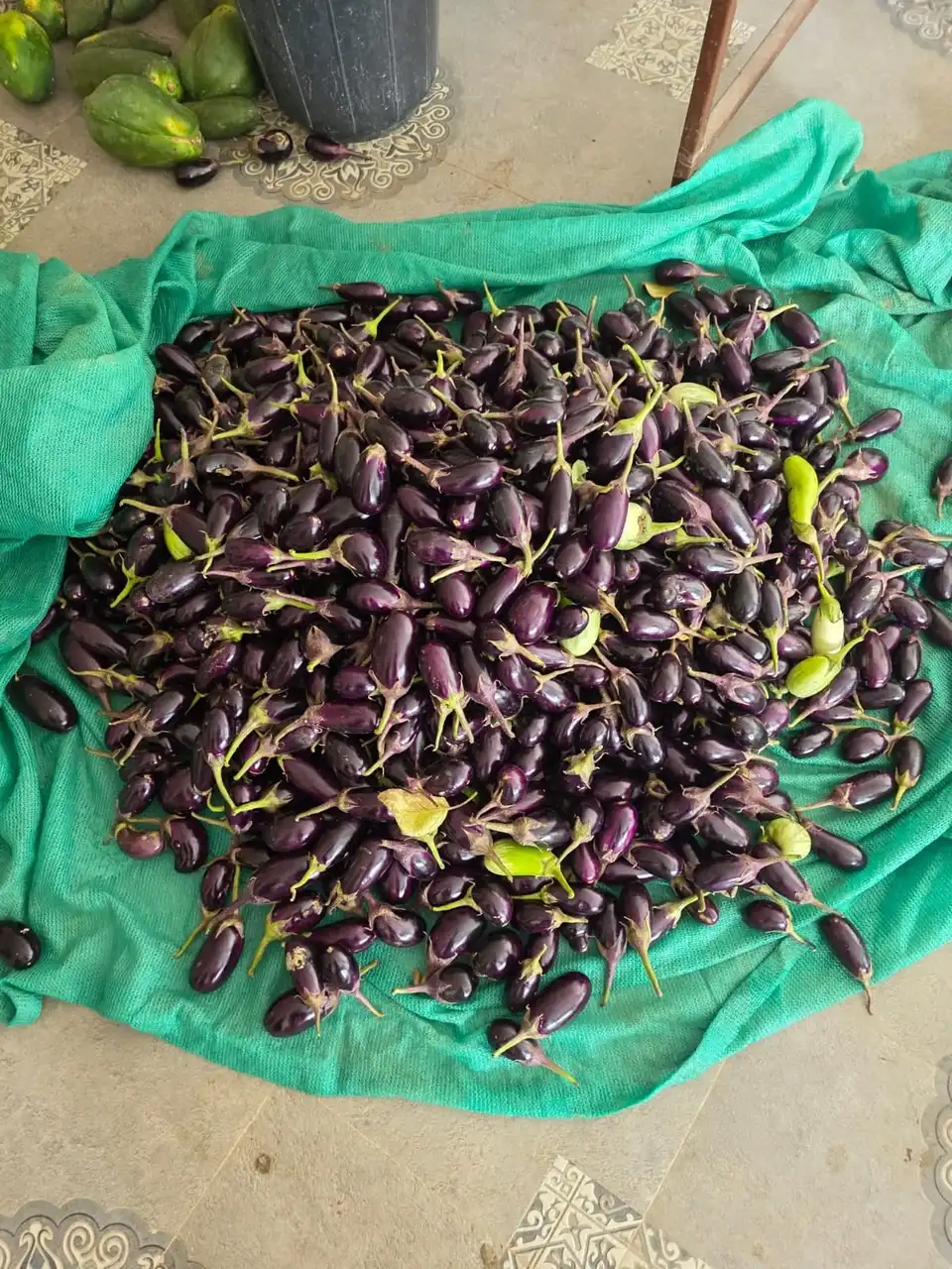 A heap of small purple brinjals spread on a green net.
