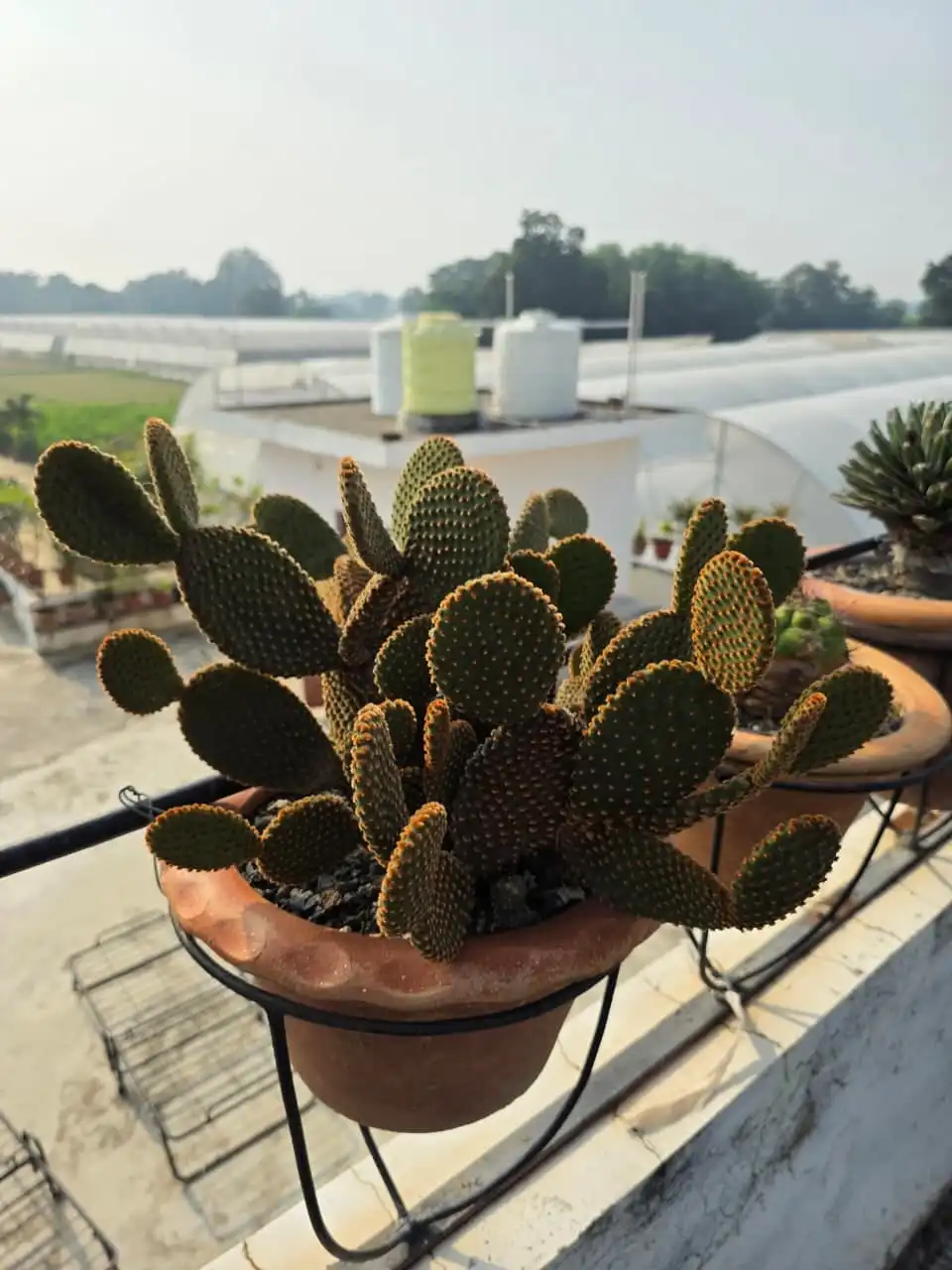 A potted cactus with flat round pads, polyhouses in the background.