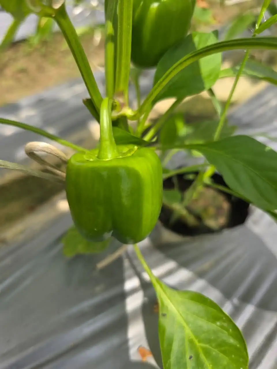 A green capsicum on the plant above silver mulch.