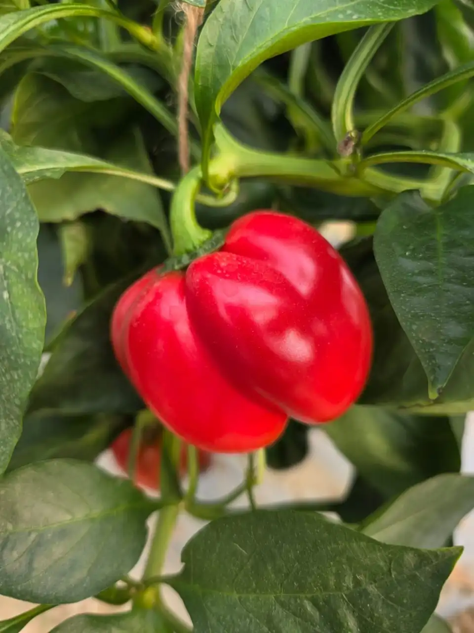 A ripening red capsicum hanging among green leaves.
