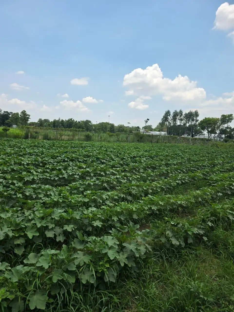 Rows of green crops in an open field under a blue sky.