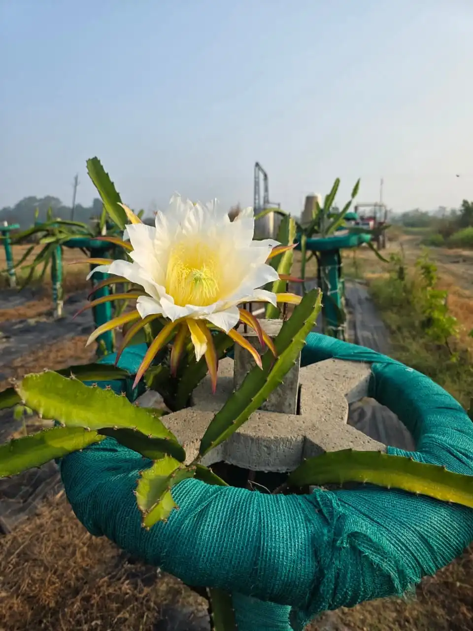 A large white dragon fruit flower open on a plant tied to a post.