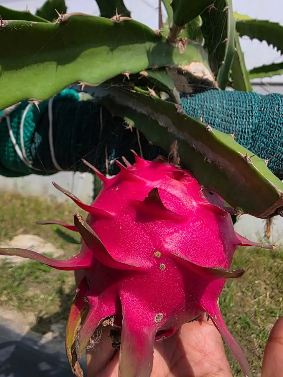 A hand holding a ripe pink dragon fruit still on the plant.