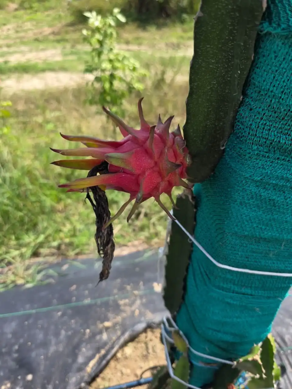 A young red dragon fruit developing on a green stem.