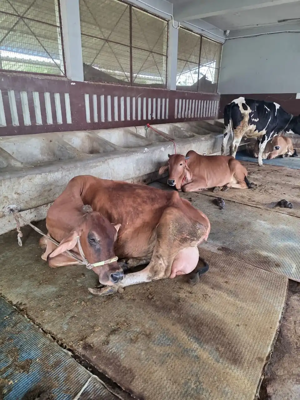 Cows resting on mats beside a feeding trough in the farm gaushala.