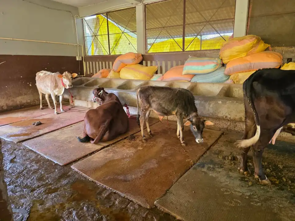 Cows and calves inside the gaushala, with feed sacks behind.