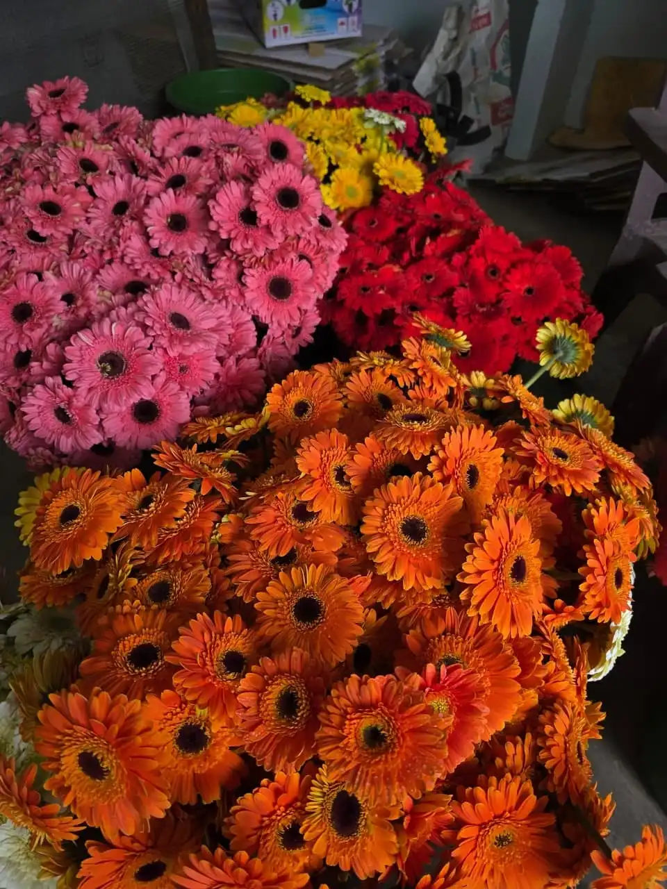 Freshly cut orange, pink, red and yellow gerberas.