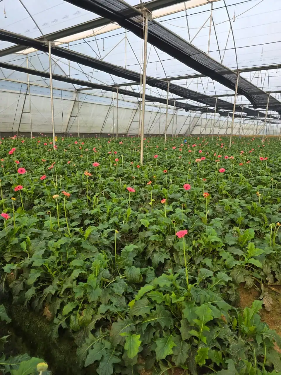 Pink and orange gerberas rising above green leaves inside a polyhouse.