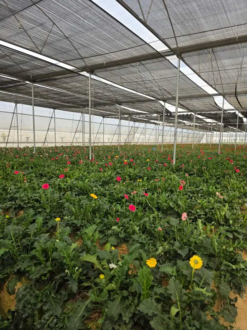Beds of red, pink and yellow gerberas inside a shaded polyhouse.