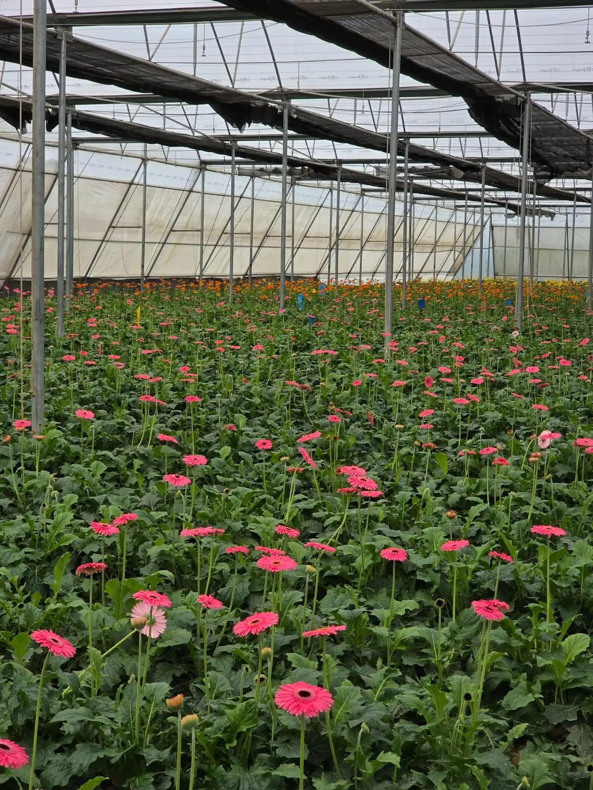Rows of pink gerberas in a polyhouse, with orange blooms further back.