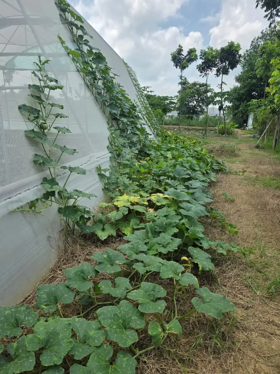 Pumpkin and gourd vines on straw mulch beside a polyhouse wall.