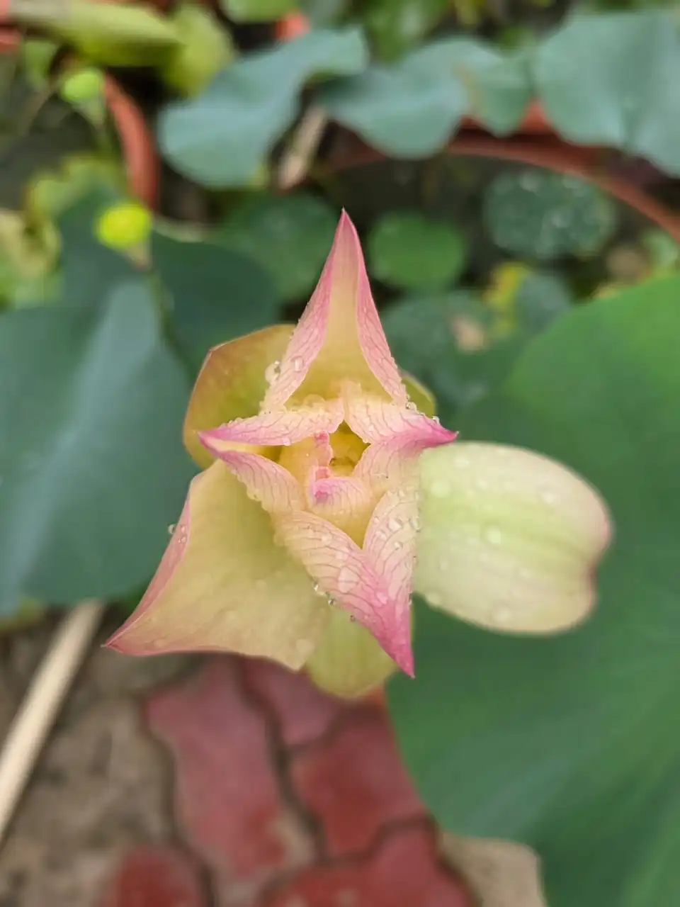 A pale lotus bud with pink edges, covered in water droplets.
