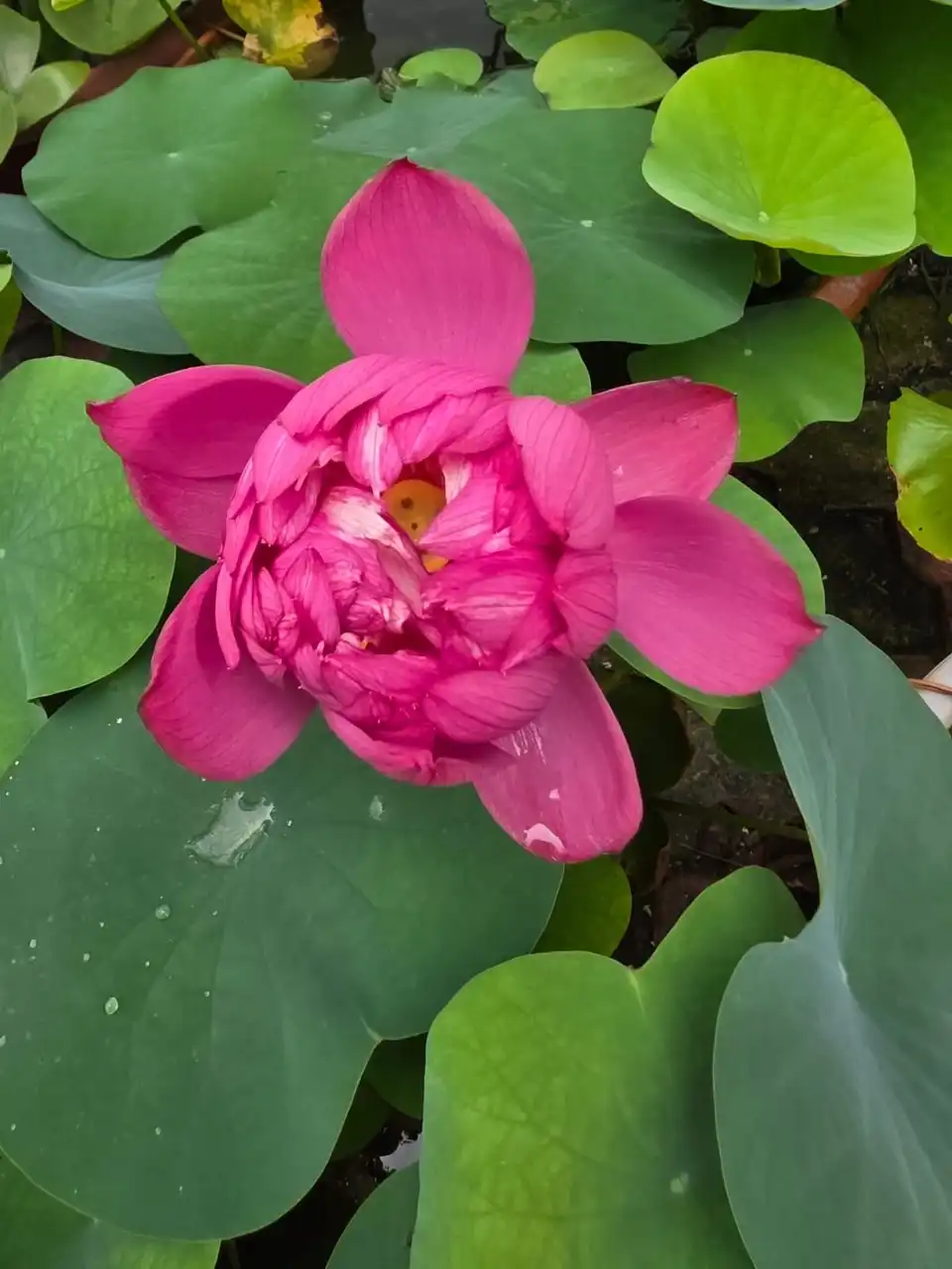A pink lotus opening among round lotus leaves.