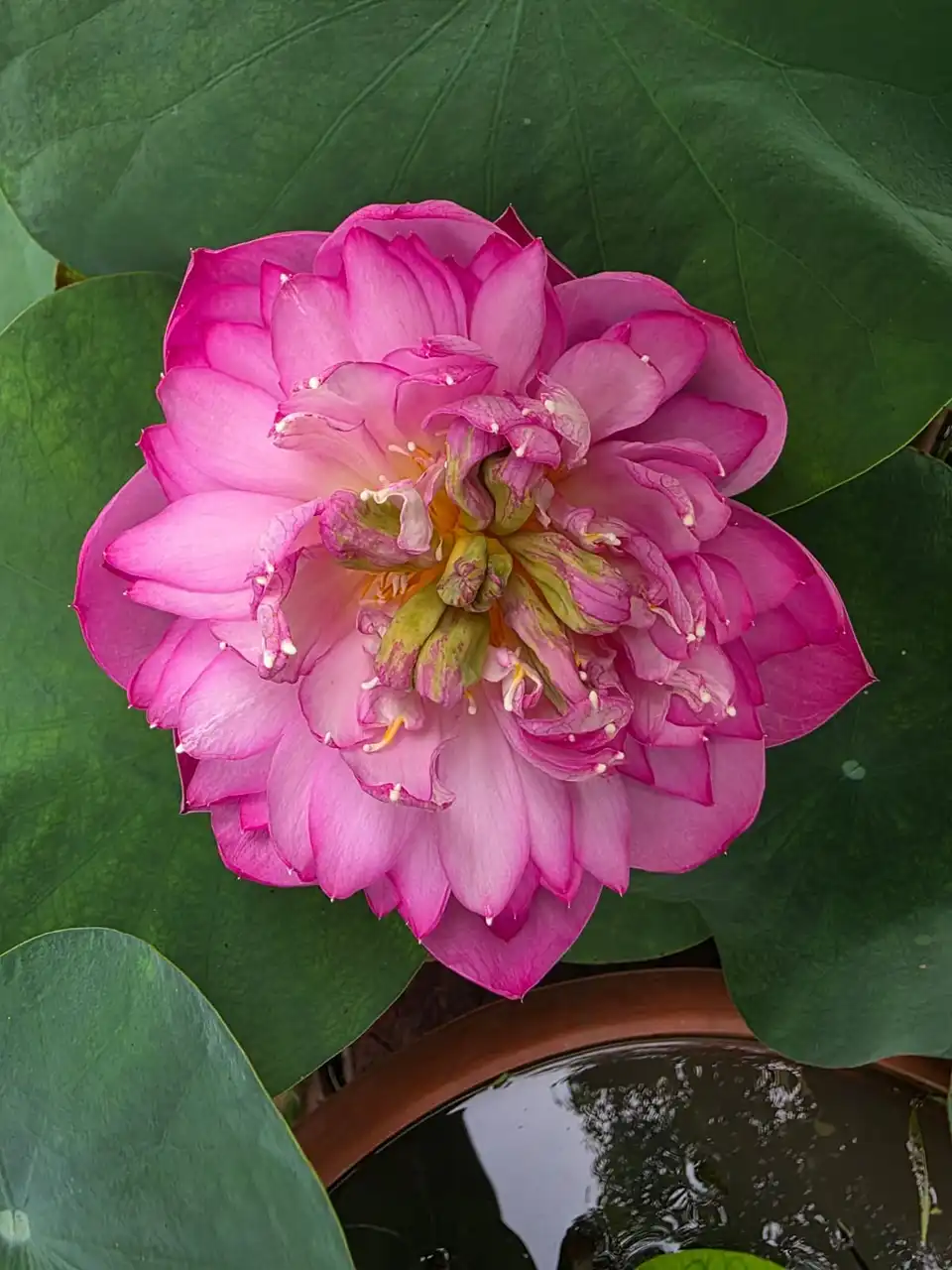 A fully open pink lotus seen from above.