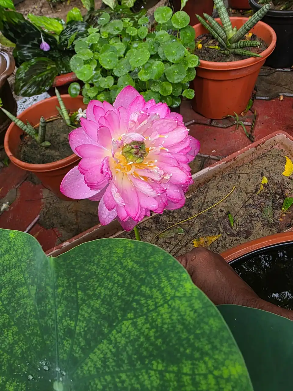 A pink lotus in front of potted ornamental plants.