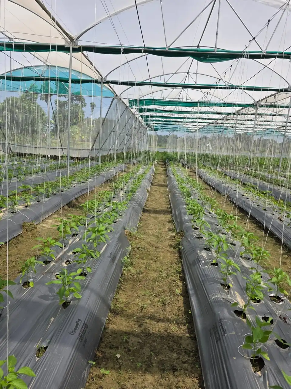 Young capsicum plants in mulched beds inside the net house.