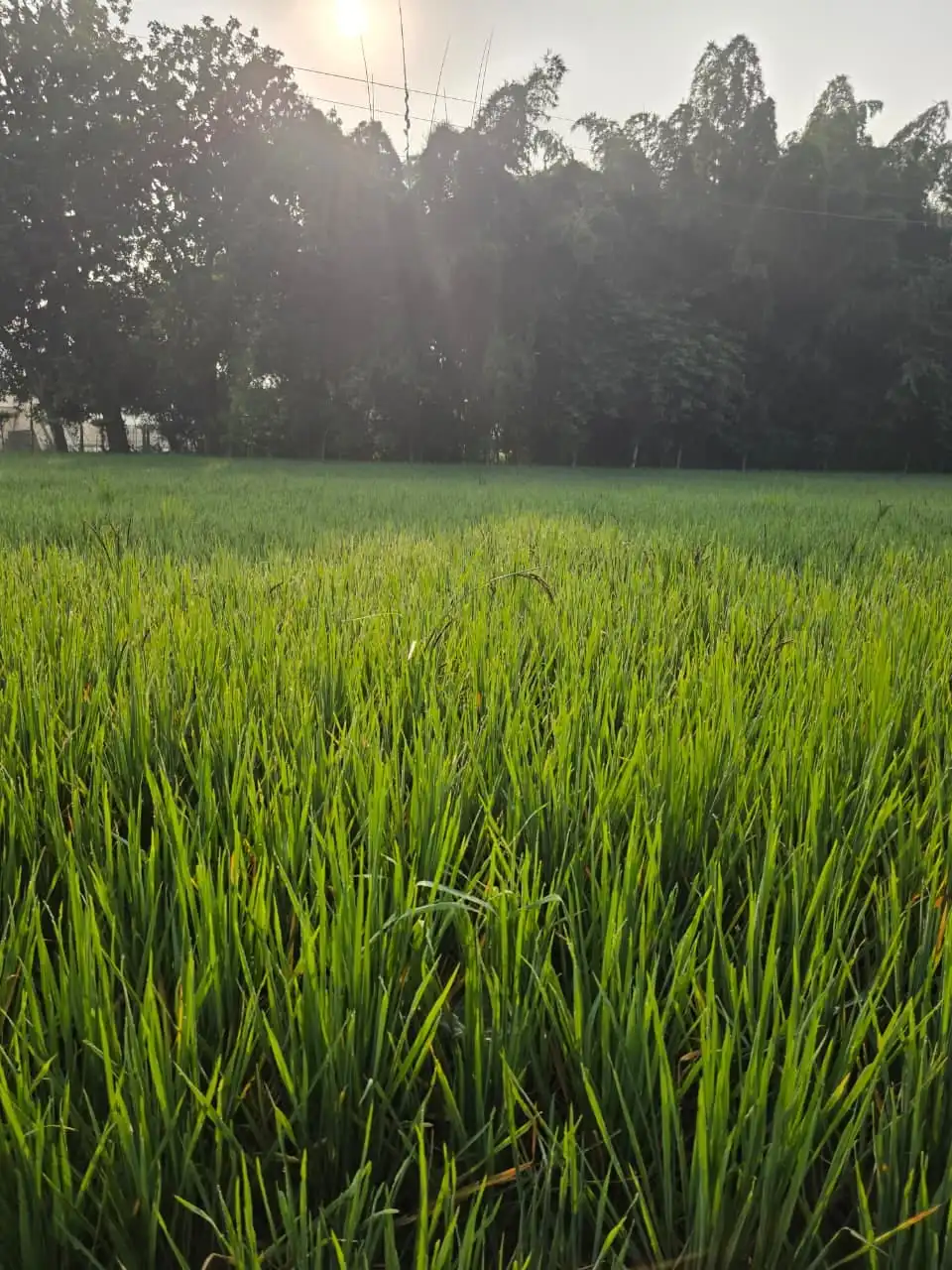 Green paddy glowing in sunlight in front of a line of trees.