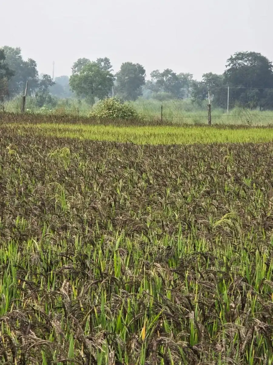 Paddy with dark ripening grain heads on green stalks.