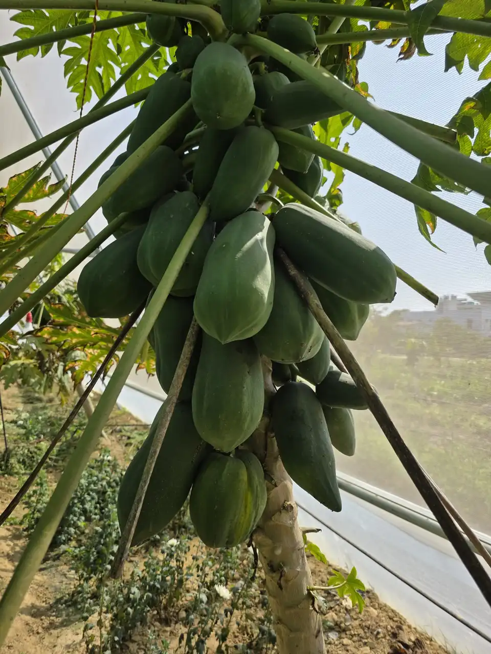 A dense cluster of green papayas on the trunk of a papaya tree.