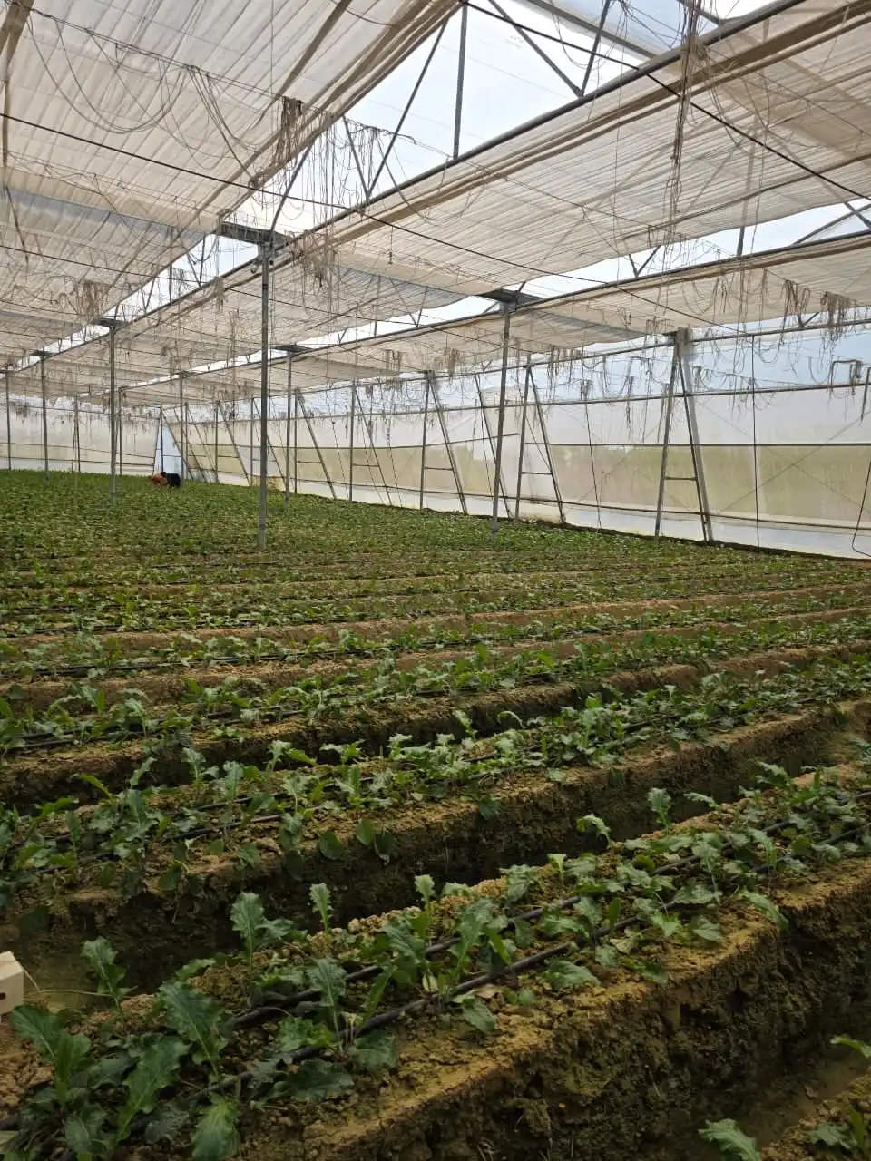 Young plants on raised beds with drip lines inside a polyhouse.