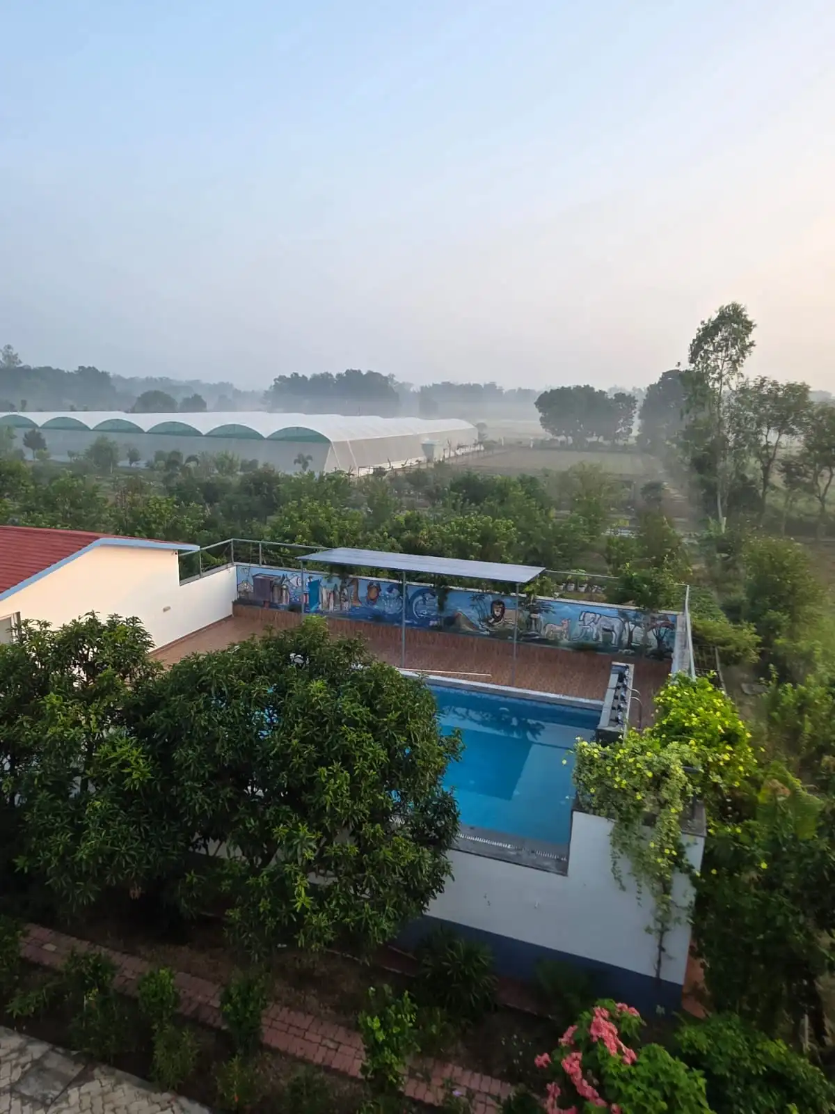 The swimming pool among trees, with polyhouses and fields in morning mist.