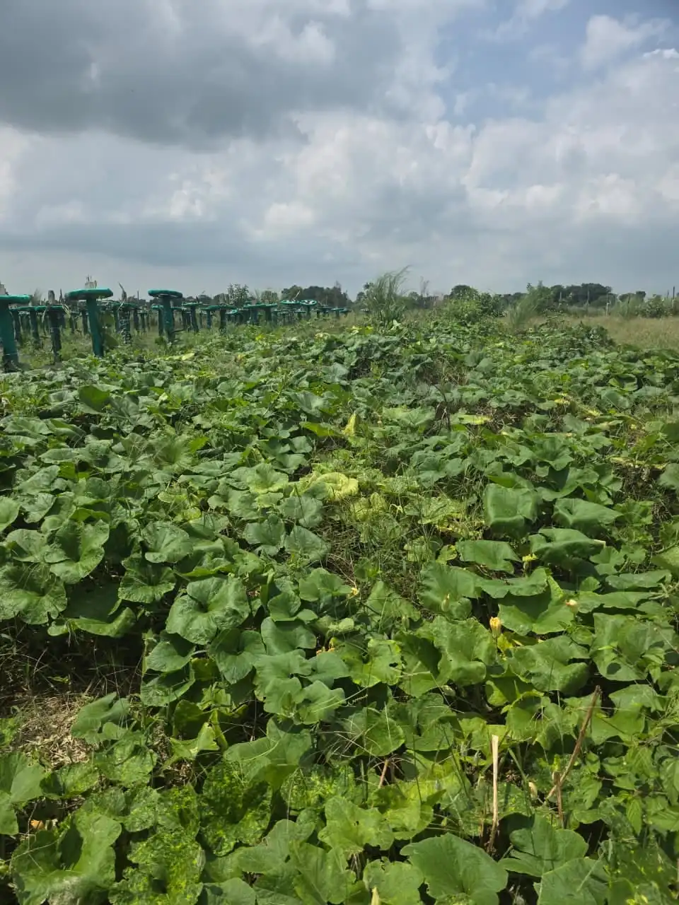 Spreading pumpkin vines, with rows of dragon fruit posts behind.