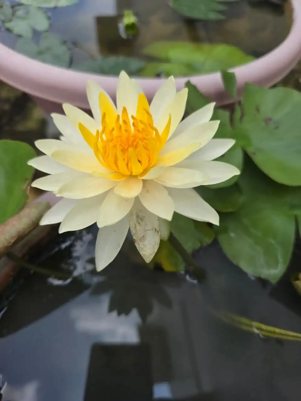 A cream and yellow water lily open above dark water.
