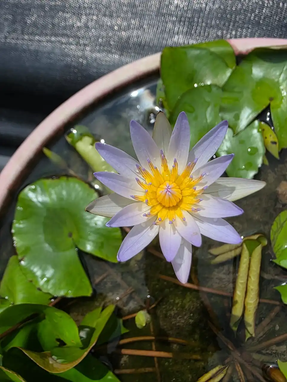A pale lavender water lily with a yellow centre in a tub.