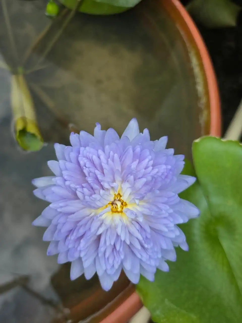 A many-petalled lavender water lily beside a green pad.
