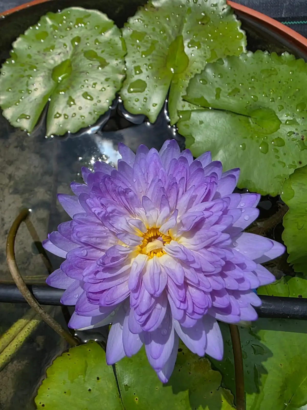 A lilac water lily among pads dotted with water droplets.