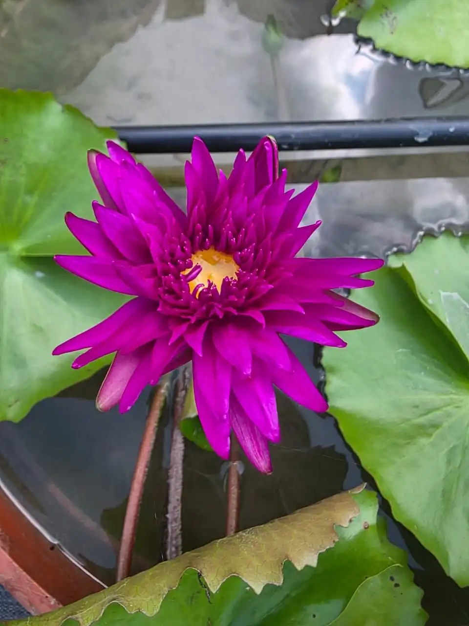 A bright magenta water lily rising above green pads.