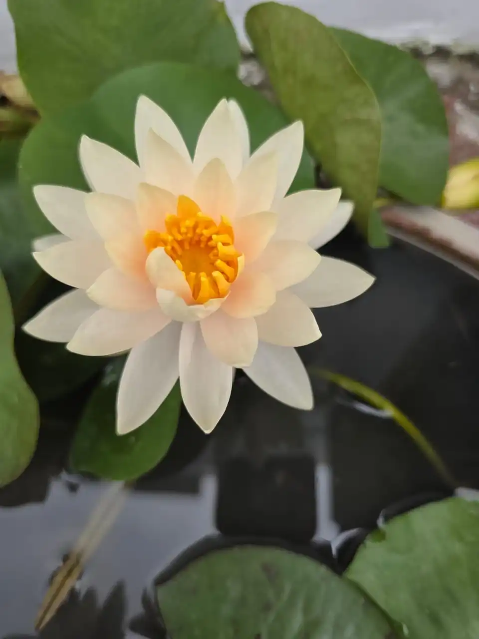 Close-up of a peach and white water lily with orange stamens.