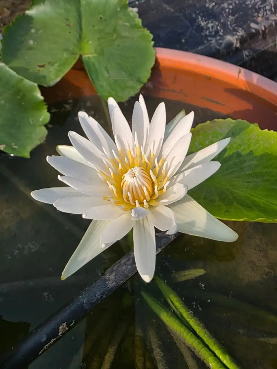 A white water lily with a yellow centre beside green pads.