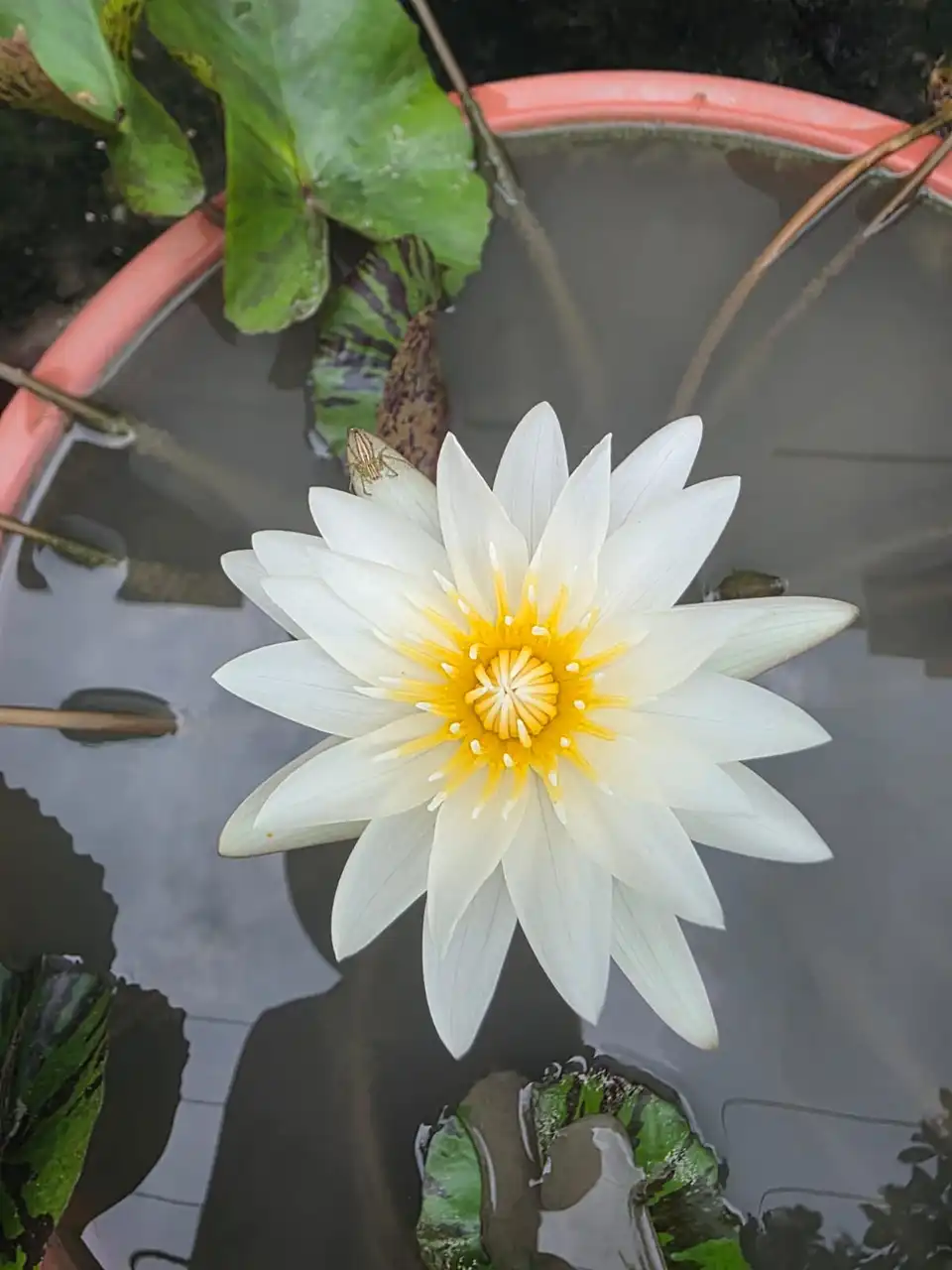 A white water lily with a yellow centre floating in a tub.