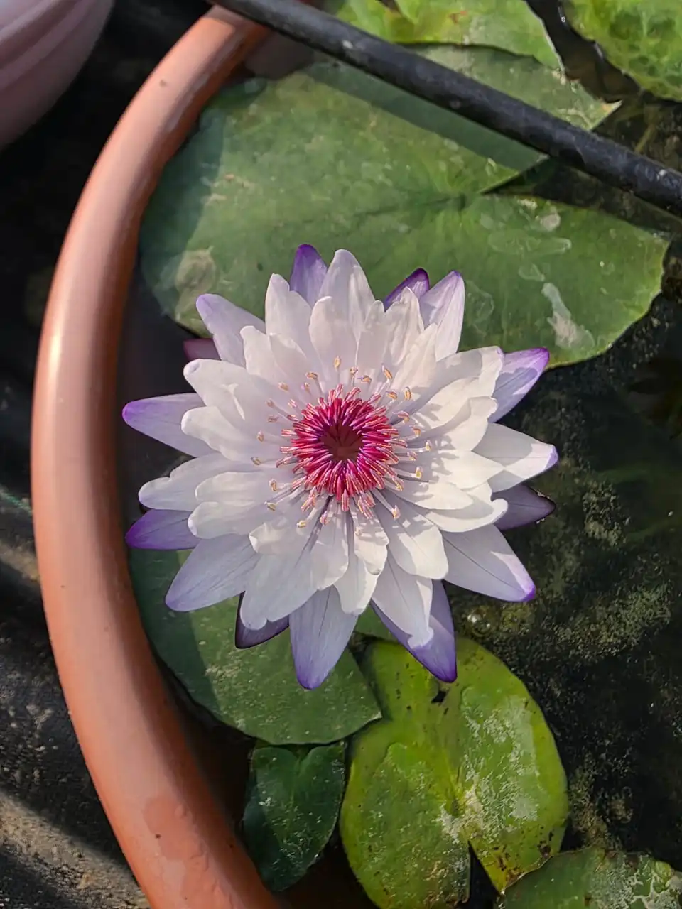 A white water lily with violet-tipped petals among green pads.