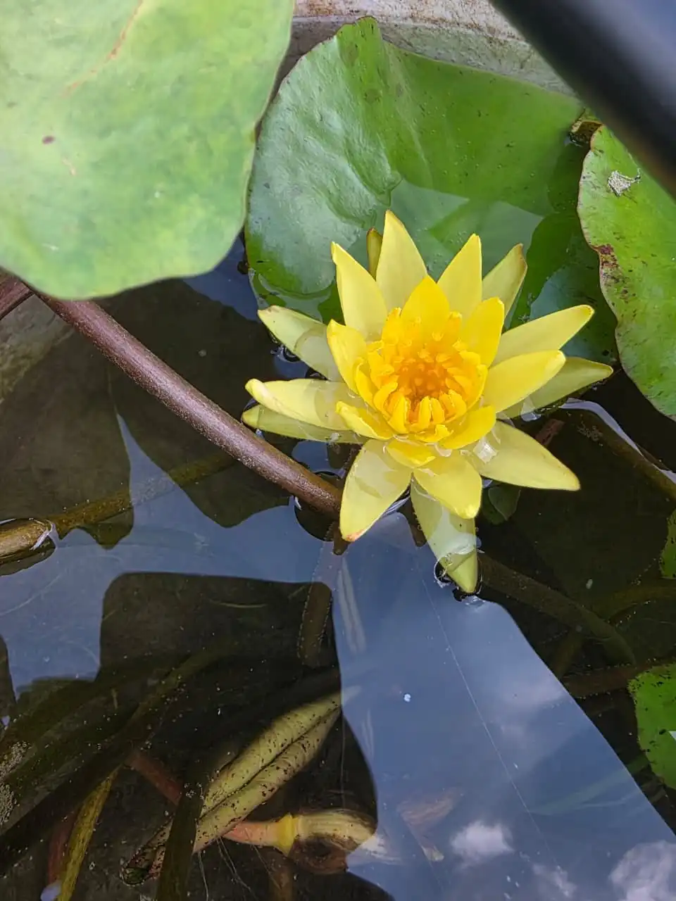 A yellow water lily floating among green pads.