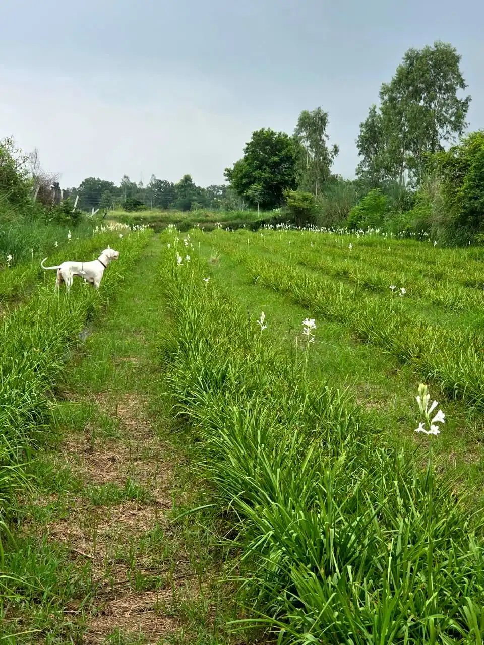 Rows of white-flowering plants in an open field, with a farm dog among them.